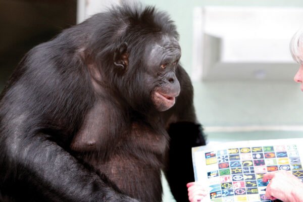 A ‘talking’ ape’s death signals the end of an era