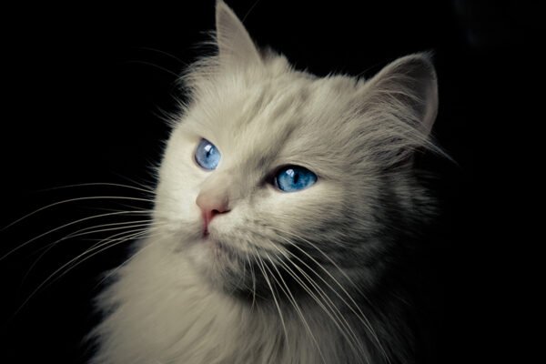 Cats may have been domesticated much later than we thought — with earlier felines being eaten or made into clothes