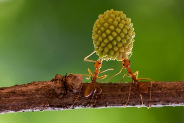 Insects: Facts about the creepy-crawlies that make up more than half of the world’s animal species