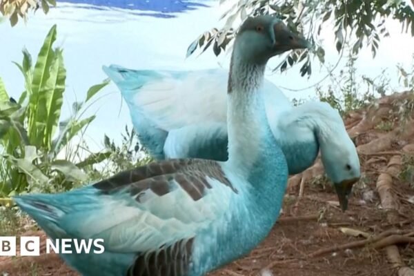 Wildlife dyed blue in São Paulo chemical spill