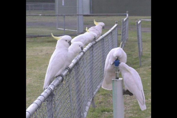 Aussie cockatoos use their beaks and claws to turn on water fountains