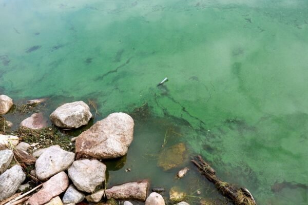 Toxic algal blooms close Minnesota beaches