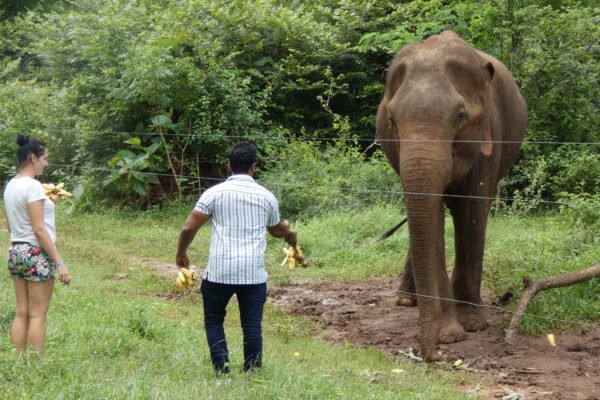 Researchers warn of risks tied to wildlife interactions