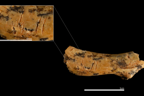 Ancient human relative cannibalized toddlers, 850,000-year-old neck bone reveals