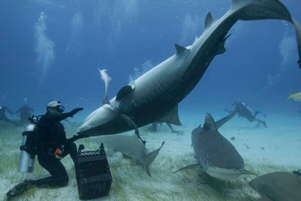 Why do sharks freeze when flipped upside down?