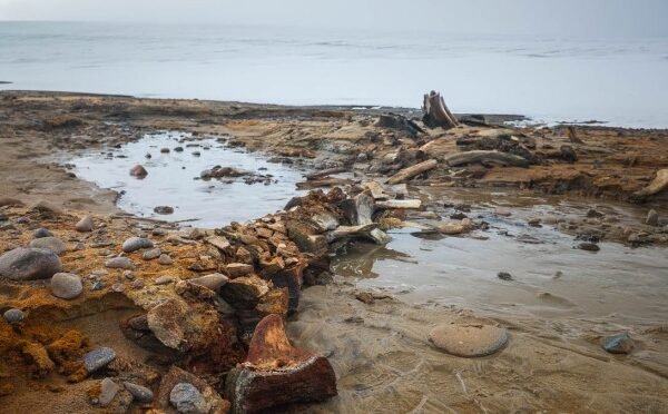 Whale ‘graveyard’ revealed by rapid retreat of an Arctic glacier