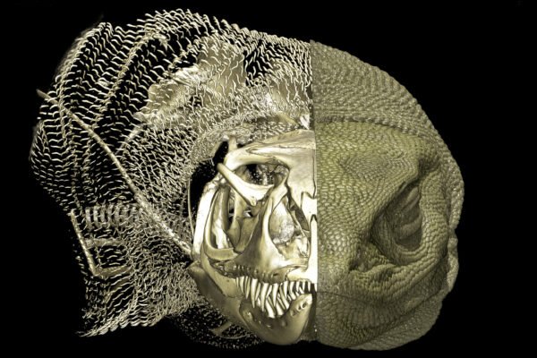 Scientists uncover hidden bone structures in the skin of Australian monitor lizards